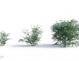 بوته گیاهان طبیعی