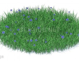 چمن + گیاهان وحشی