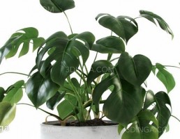 گل Liana Monstera