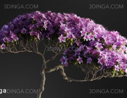 گیاه بونسای + گلدان