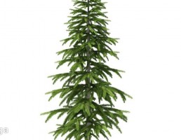 درخت کاج