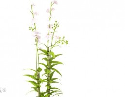 گلدان + گل بونسای