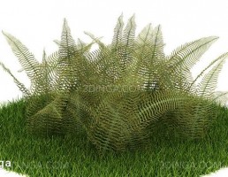 گل باغی بهاری