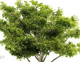 درختچه باغی بهاری