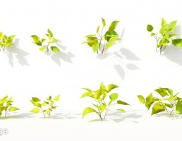 گل های آپارتمانی