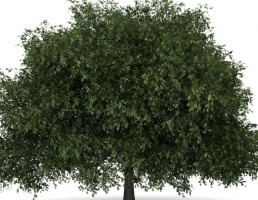درخت بهاری