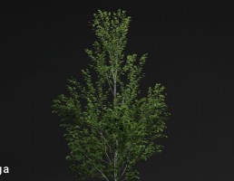 درخت خیابانی