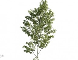 درخت صنوبر