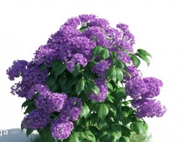 گیاهان باغی