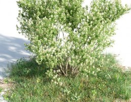 بوته Baccharis pilularis