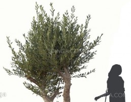 درخت زیتون