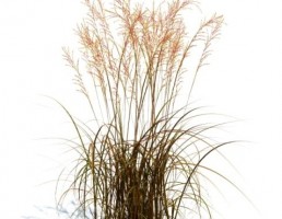 گیاه مولینیا