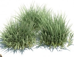 گیاه مولینیا