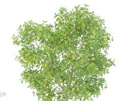 درخت گلابی