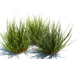 گیاه مولینیا