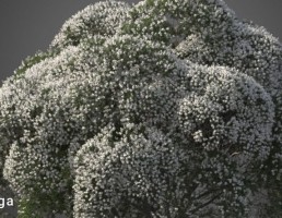 درخت نیمه گرمسیری