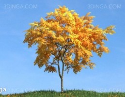 درختچه در فصل پاییز