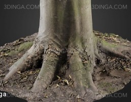ریشه درخت صنوبر