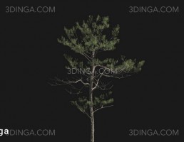 درخت Pinus elliottii