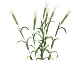 خوشه گندم