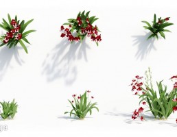 گیاه ارکیده سبز