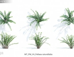 گل های آپارتمانی