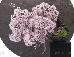 گل بونسای در گلدان
