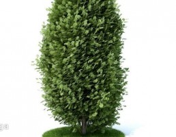 درخت کاج