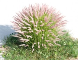 بوته Penisseum setaceum