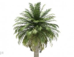 درخت نخل