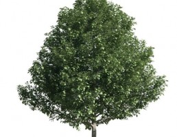 درخت Populus alba pyramidalis