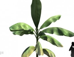 درخت نخل مناطق گرمسیری