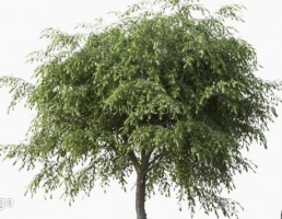 درخت در فصل بهار