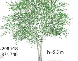 درخت توس