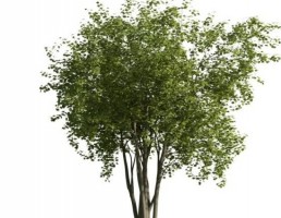 درخت سرسبز
