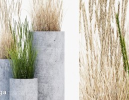 گیاهان در فضای باز + گلدان