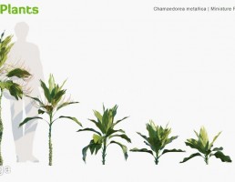 انواع درختچه های نخل
