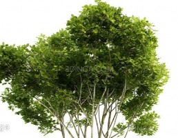 درختچه های باغی