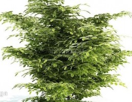 درختچه های باغی