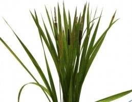 چمن تزیینی