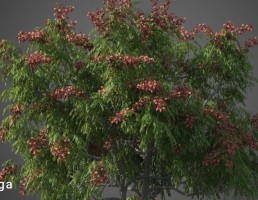درخت نیمه گرمسیری