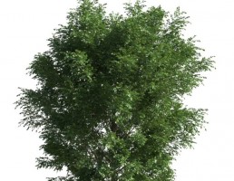 درخت