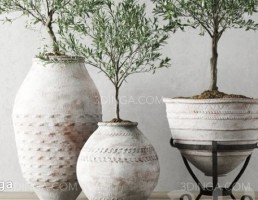 درختچه ی زیتون اروپایی در گلدان