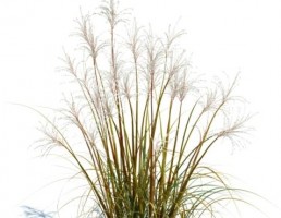 گیاه بهاری
