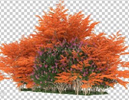 پرسوناژ درختان جنگلی