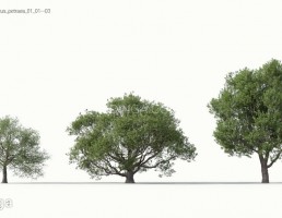 انواع درختان بهاری
