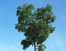 درخت سرسبز