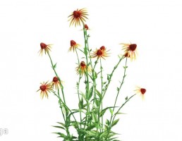 گیاهان باغی