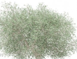درخت زیتون