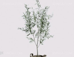 گلدان + گیاهان طبیعی